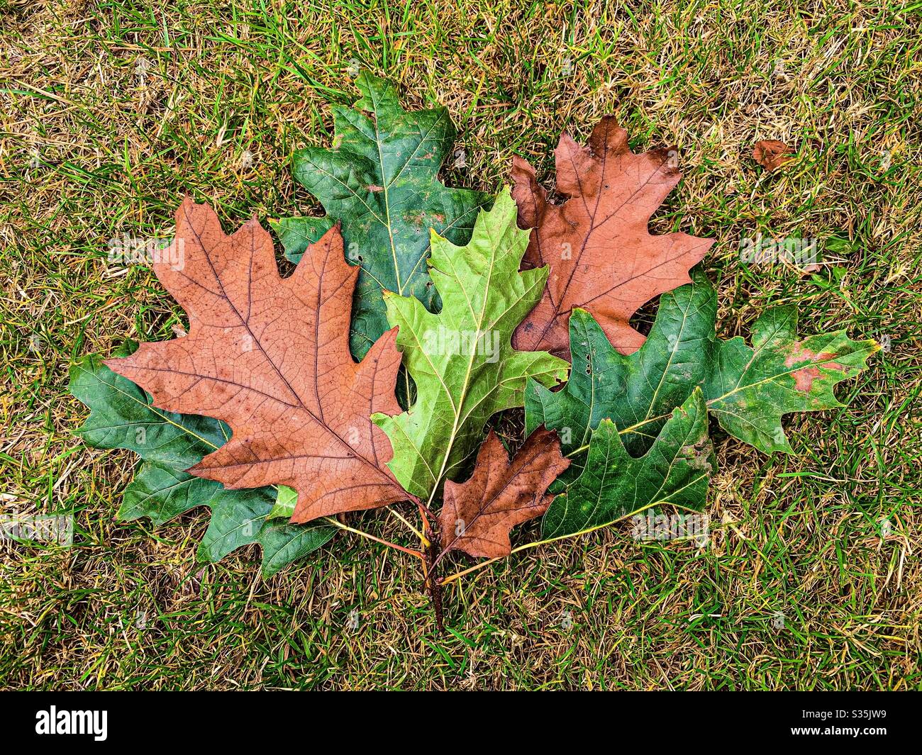 Automne : une petite branche de feuilles de chêne posée sur l'herbe, les feuilles sont toutes de couleurs différentes, représentant différentes saisons. Marron, vert foncé et vert clair. - Image de stock capturée avec un smartphone