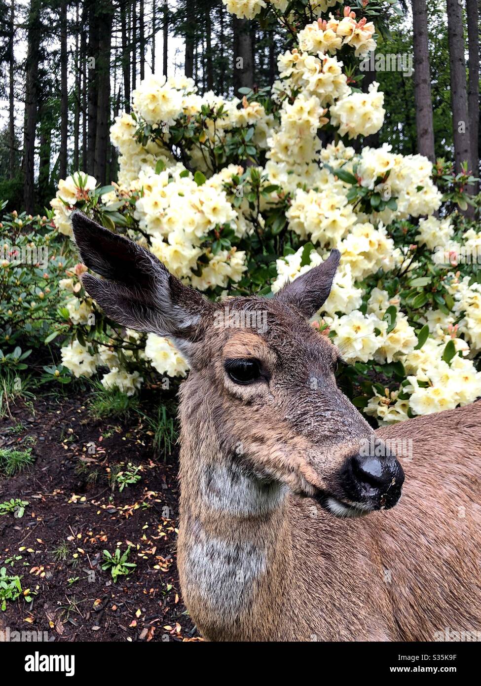 Un cerf devant les fleurs de rhododendron, gros plan. Banque D'Images