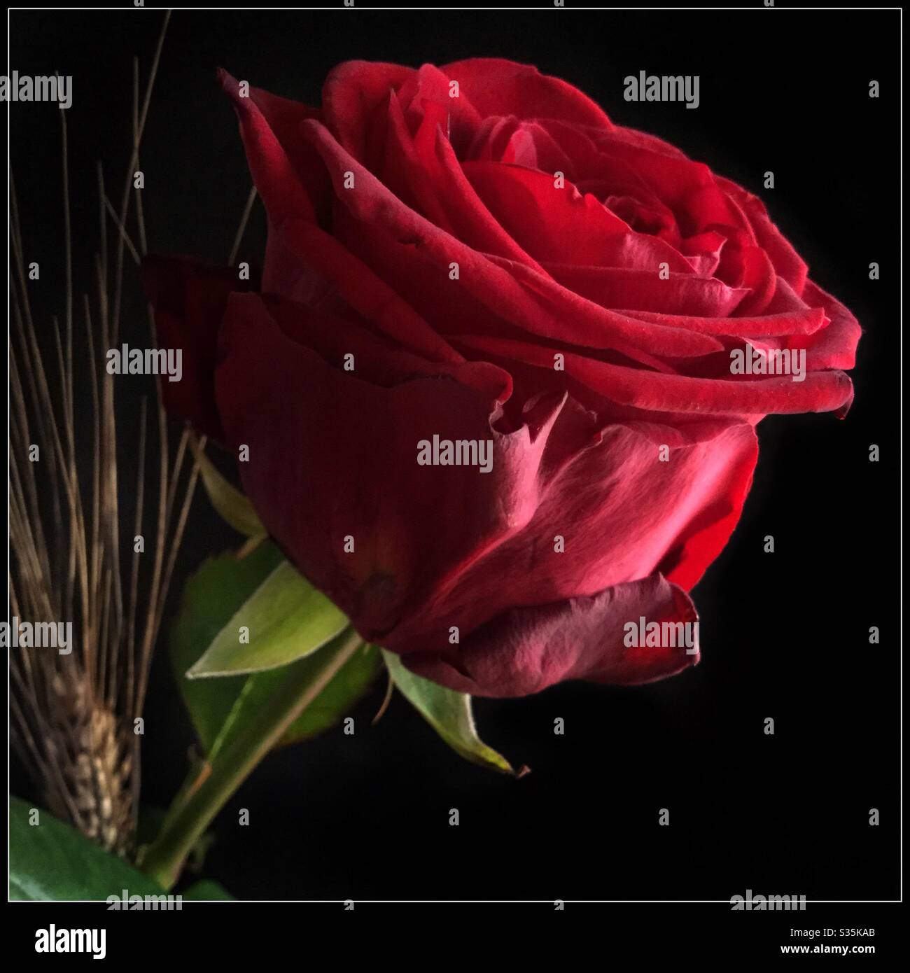 Une rose rouge, la fleur traditionnelle de Sant Jordi (Saint George) pour célébrer le 23 avril, Catalogne, Espagne. - Image de stock capturée avec un smartphone