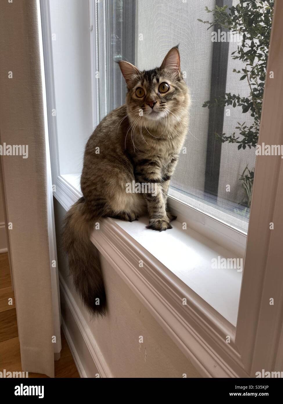 Tabby chat assis dans une fenêtre - Image de stock capturée avec un smartphone