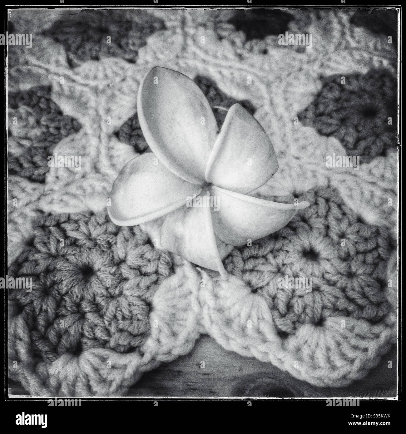 Frangipani fleur sur le nappe en crochet. Banque D'Images