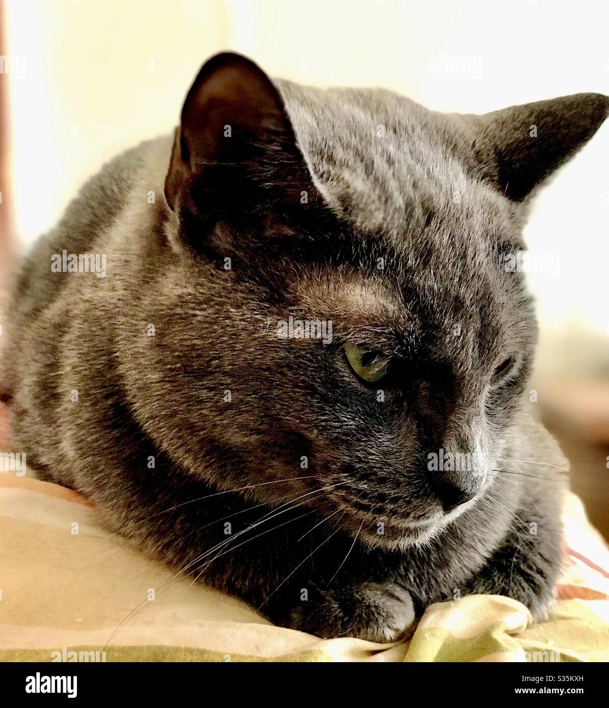 Portrait De La Belle Fille De Chat Bleu Russe Crache Animal De Compagnie Interieur Couche Sur Une Couverture Photo Stock Alamy Portrait De La Belle Fille De Chat Bleu Russe Crache Animal De Compagnie Interieur Couche Sur Une Couverture Photo Stock Alamy