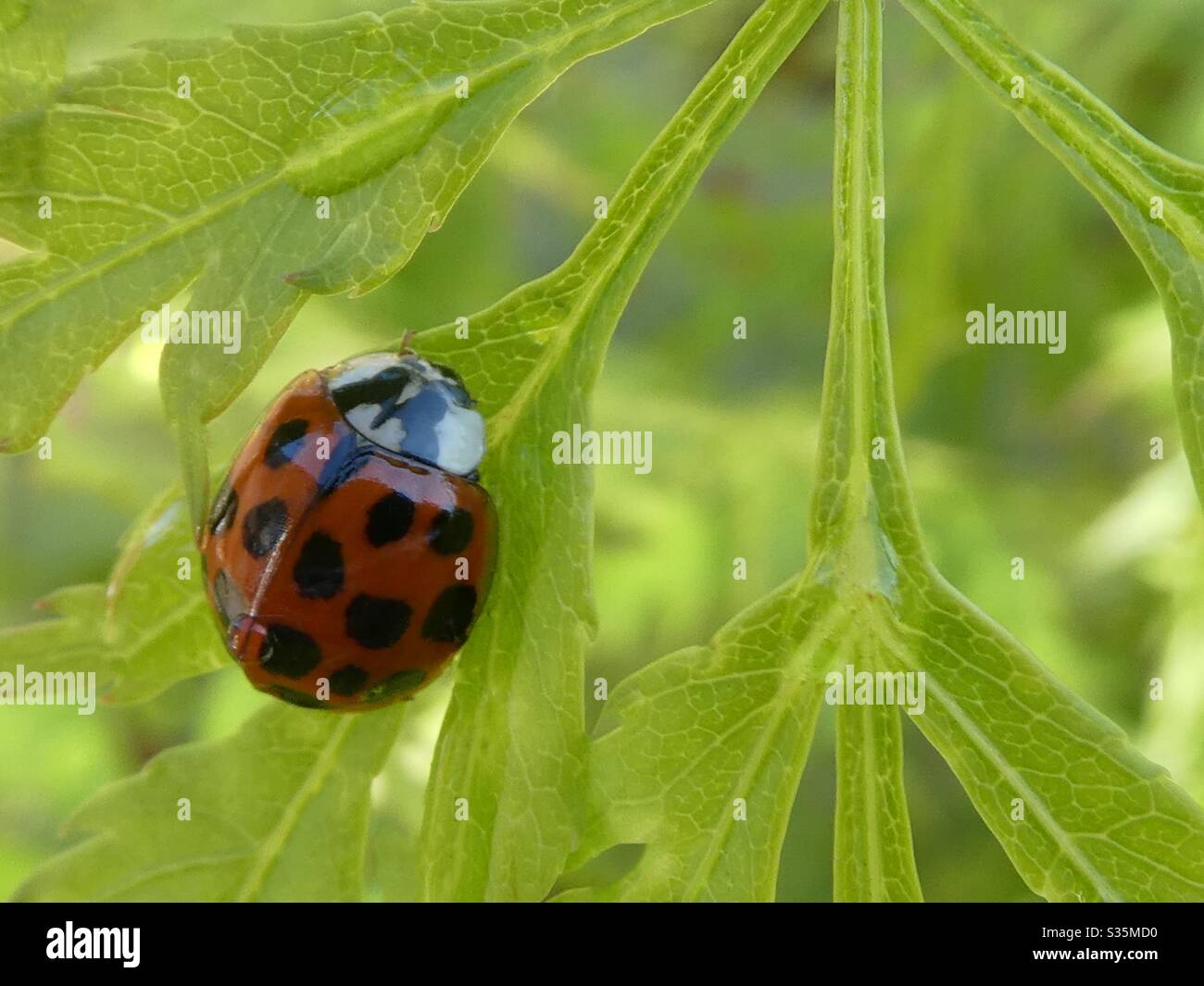 Un coccinelle sur une usine japonaise acer dans un jardin Banque D'Images