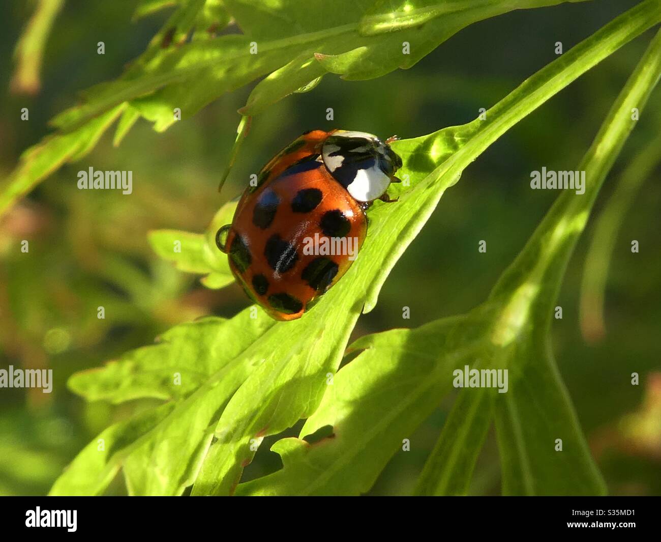 Un coccinelle sur une usine japonaise acer dans un jardin Banque D'Images