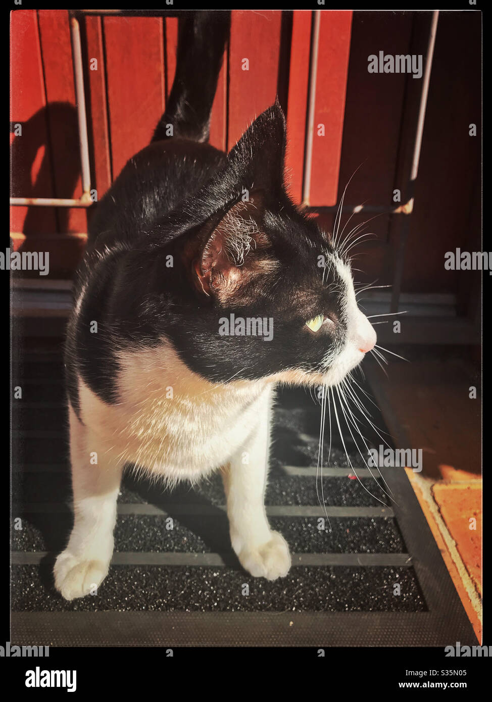 Chat noir et blanc à la porte avant. Banque D'Images