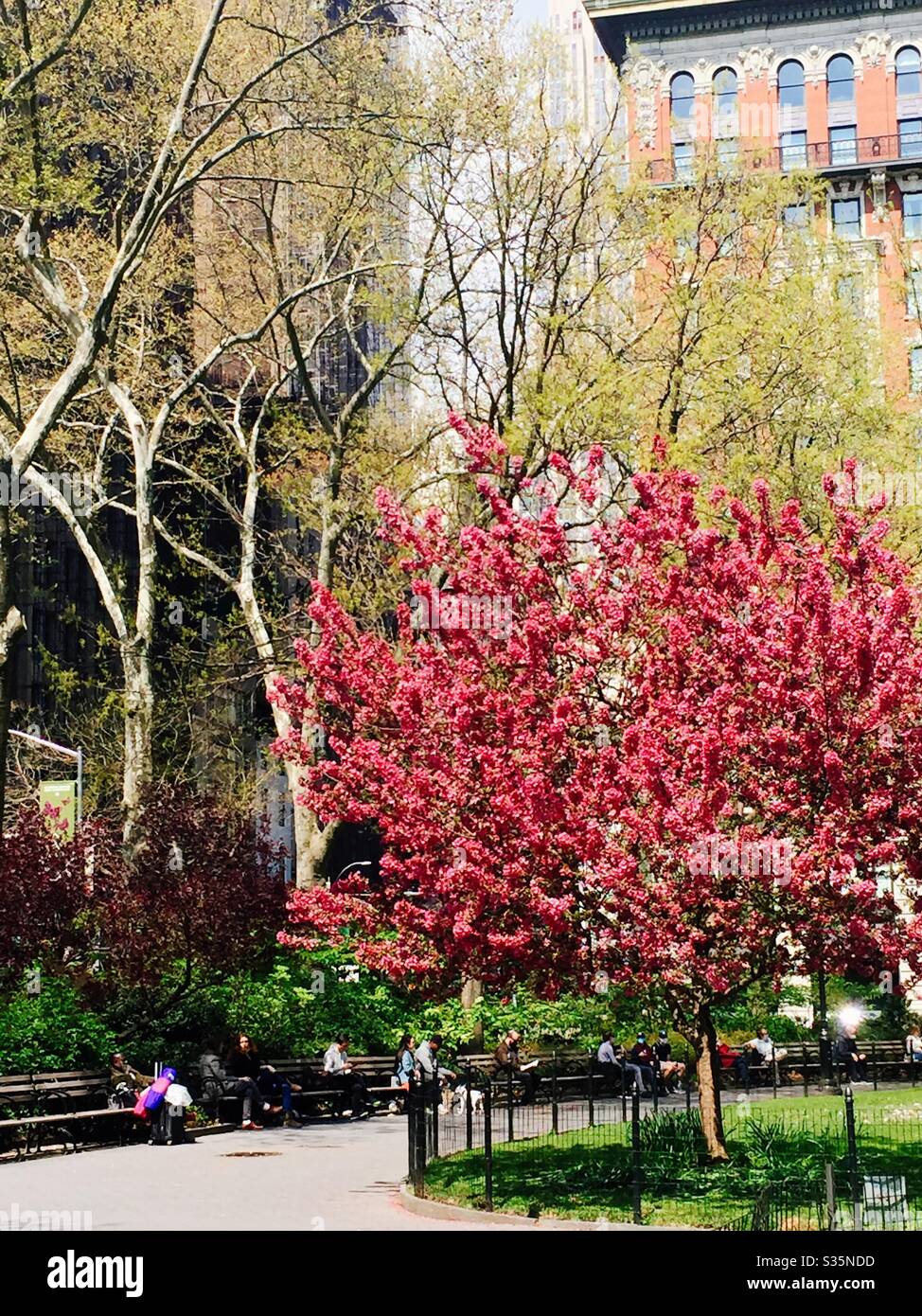 Un arbre de crabale de feu des Prairies est en pleine floraison sur Madison Square, Park au printemps, New York, États-Unis Banque D'Images