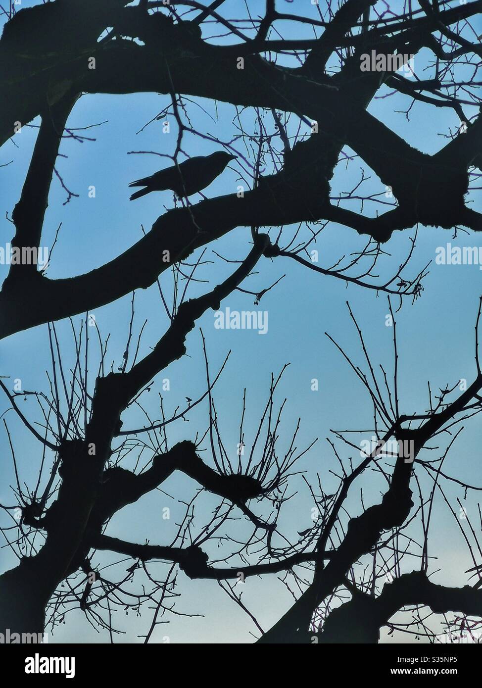 Oiseau dans des arbres silhouetted contre le ciel tôt le soir Banque D'Images