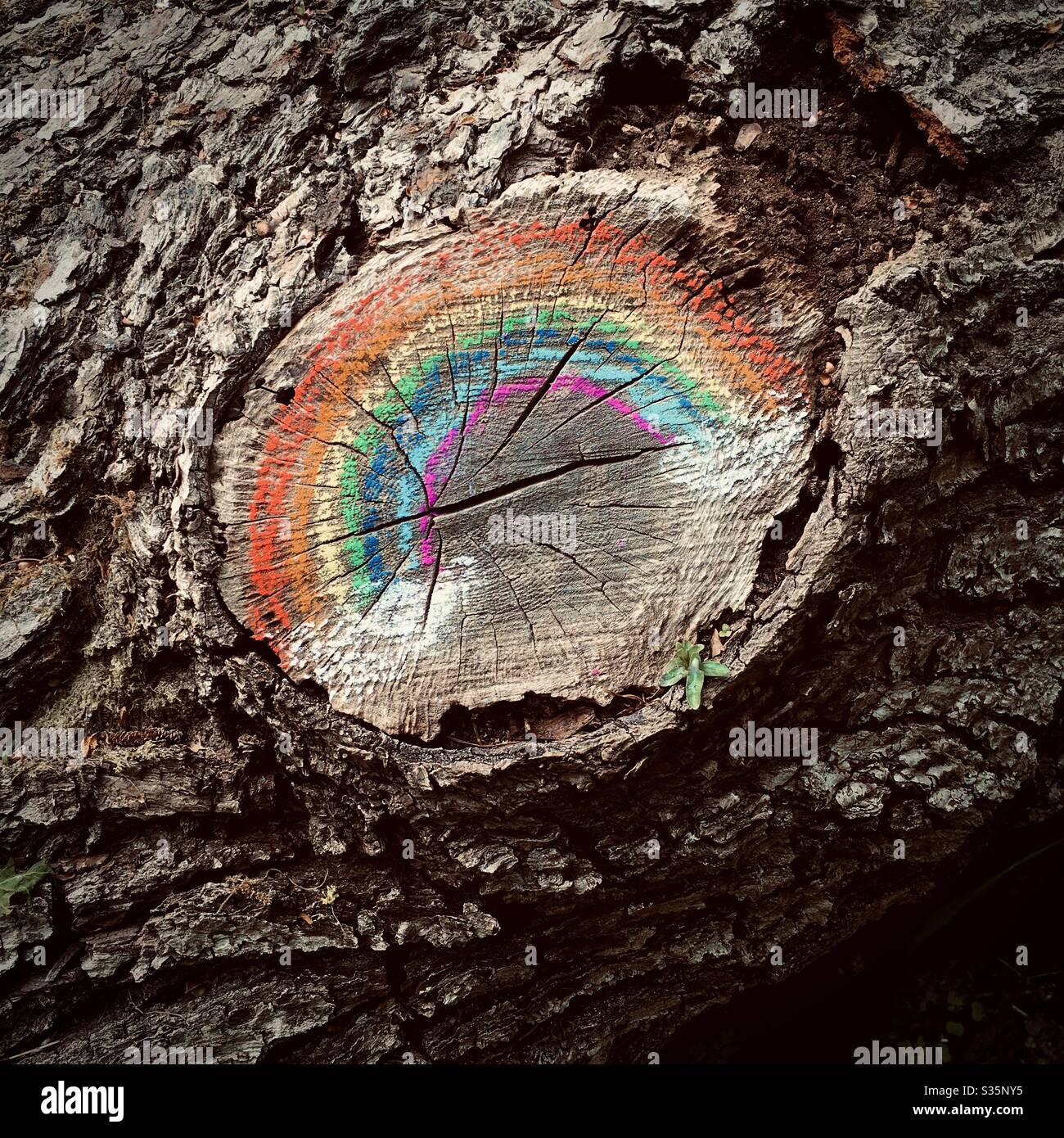 Un hommage rustique NHS Rainbow peint par les enfants sur un journal - protéger les héros NHS - NHS Banque D'Images