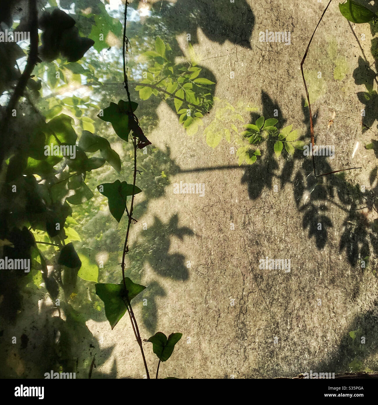 Feuilles et vignes à travers une fenêtre - Image de stock capturée avec un smartphone