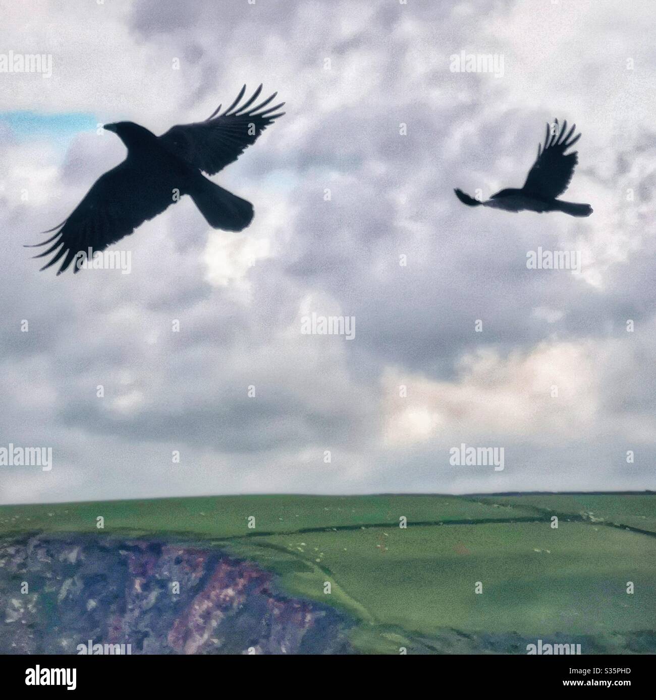 Libre comme un oiseau - Image de stock capturée avec un smartphone