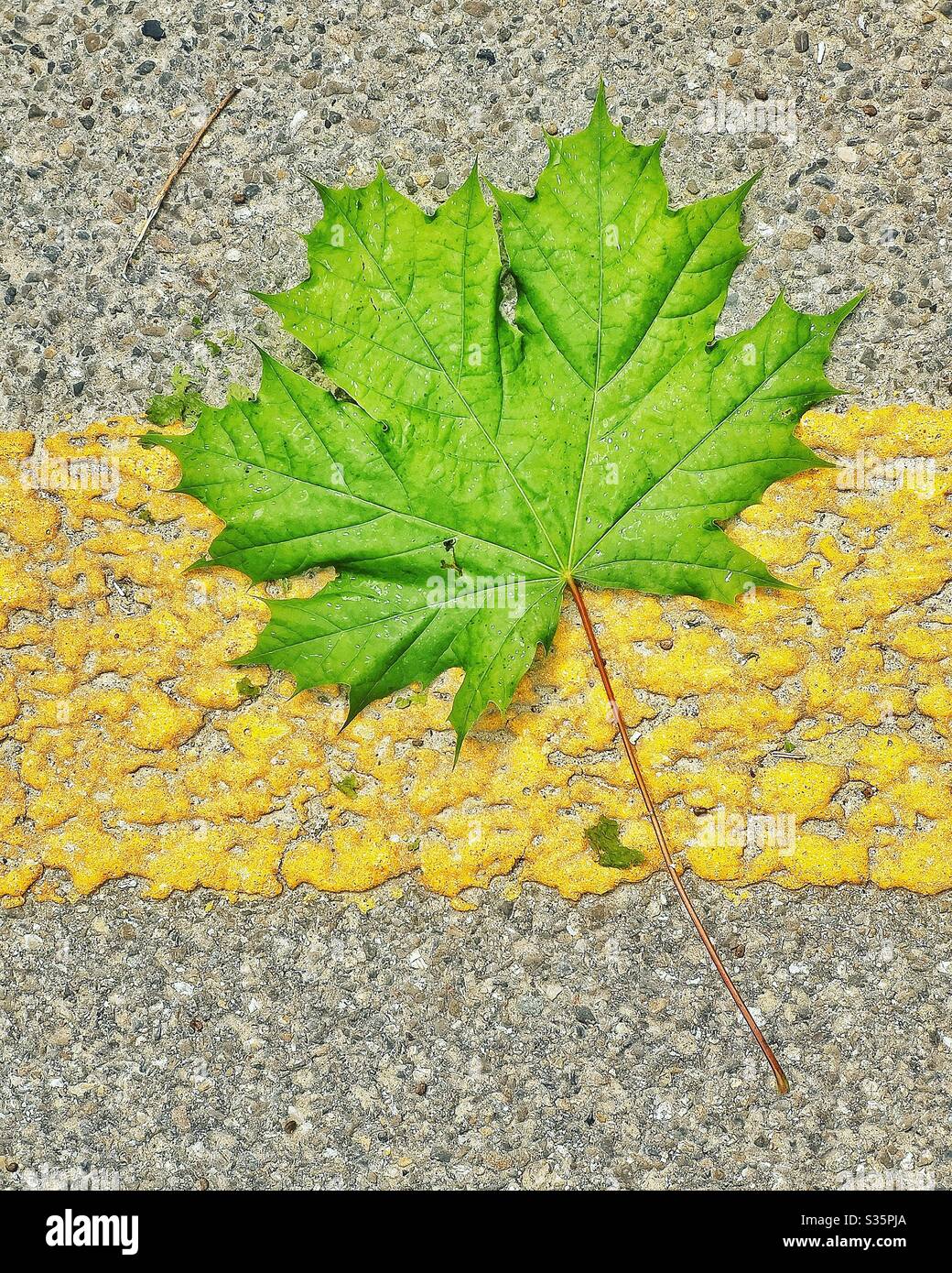 Feuille d'érable verte sur la ligne jaune Banque D'Images