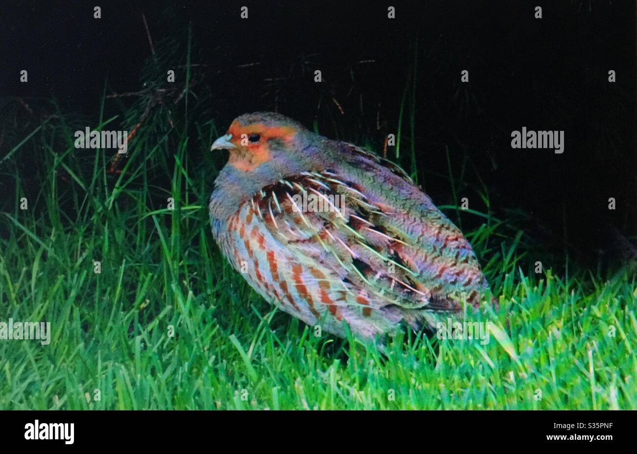 Perdrix gris, perdrix hongrois, oiseaux d'Amérique du Nord, oiseaux, faune Banque D'Images