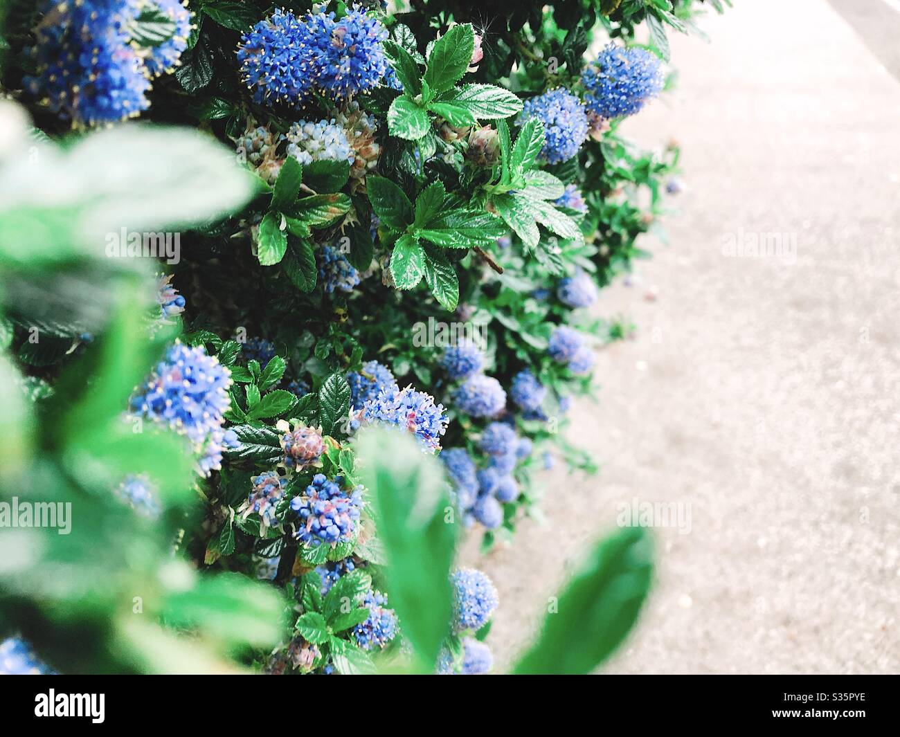 Printemps sur une promenade quotidienne Banque D'Images