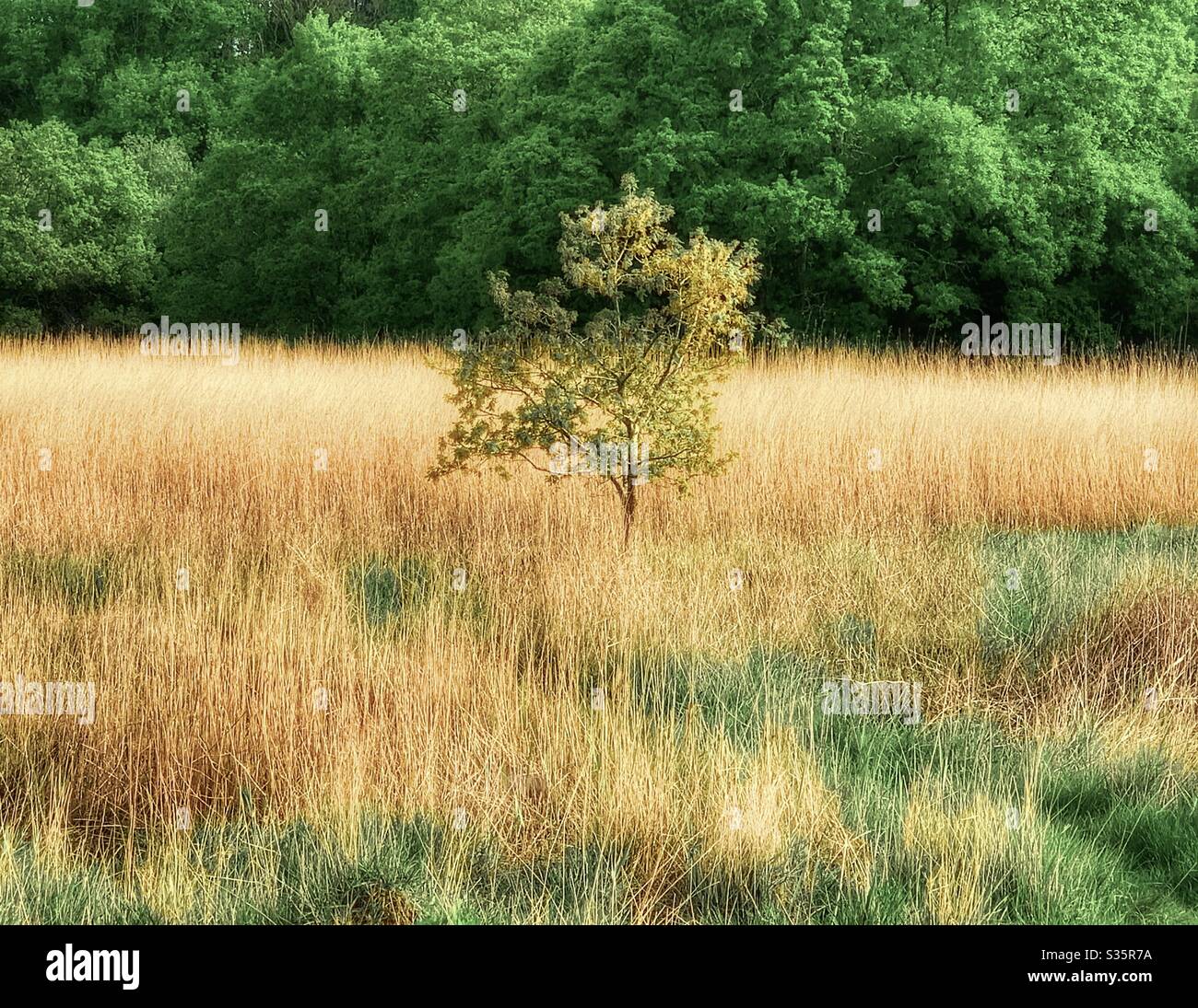 Arbre solitaire dans pré-prairie, Bartley Water , Eling - Image de stock capturée avec un smartphone