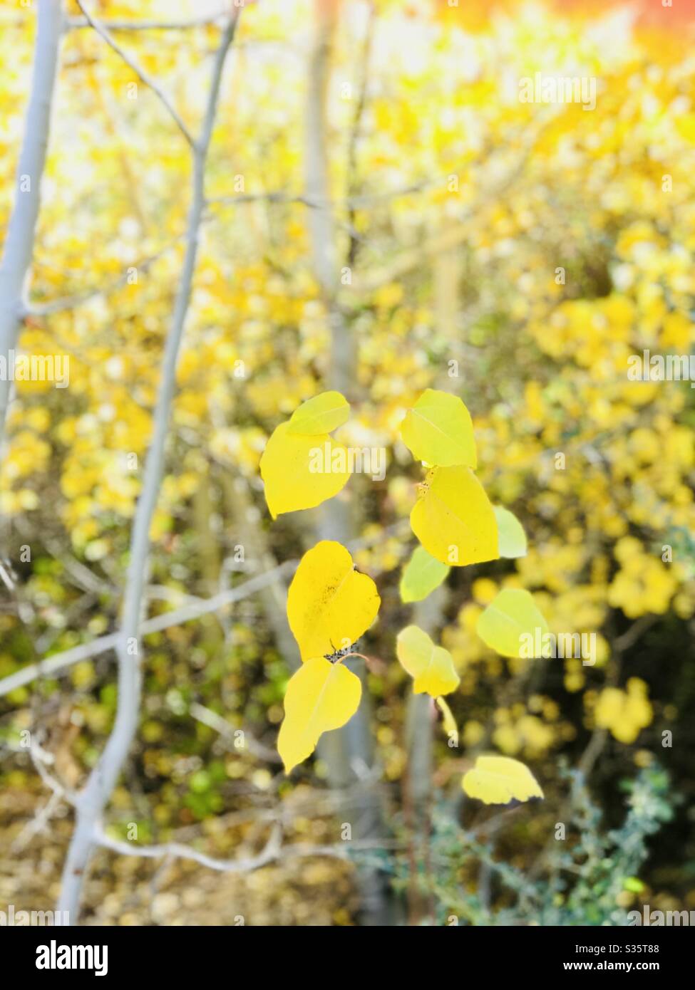 Feuilles jaunes bancales de la branche d'un bouleau. Banque D'Images