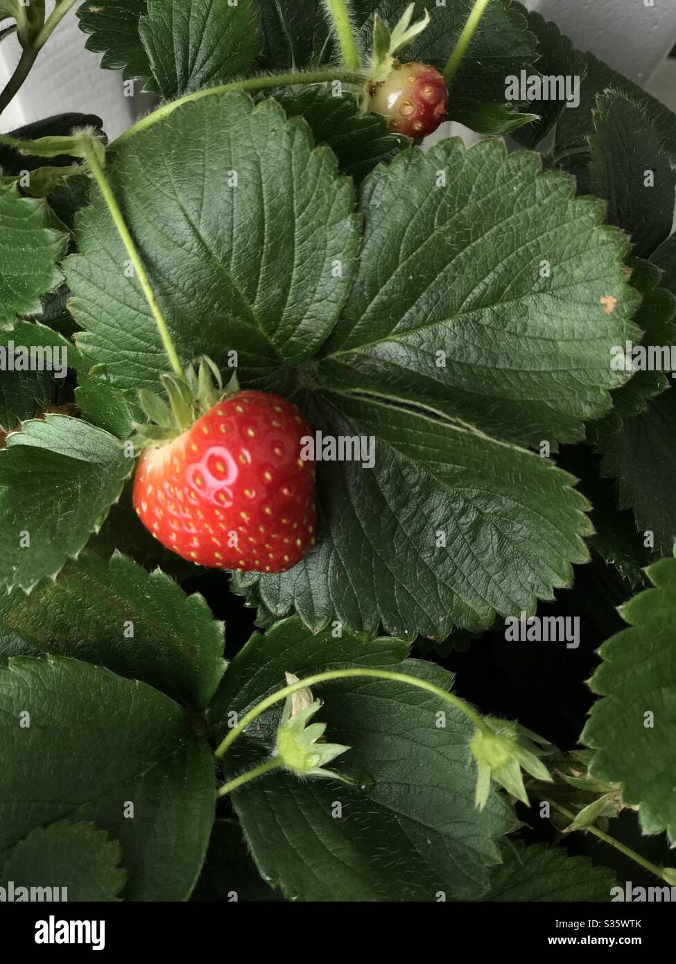 Fraisier - Image de stock capturée avec un smartphone