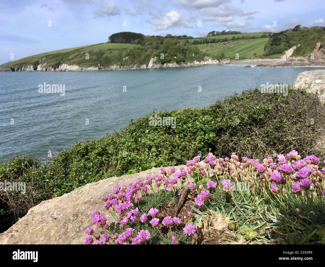 L'estuaire de l'Erme, région de beauté naturelle exceptionnelle, Devon, avec des fleurs roses sauvages sous un ciel bleu Banque D'Images