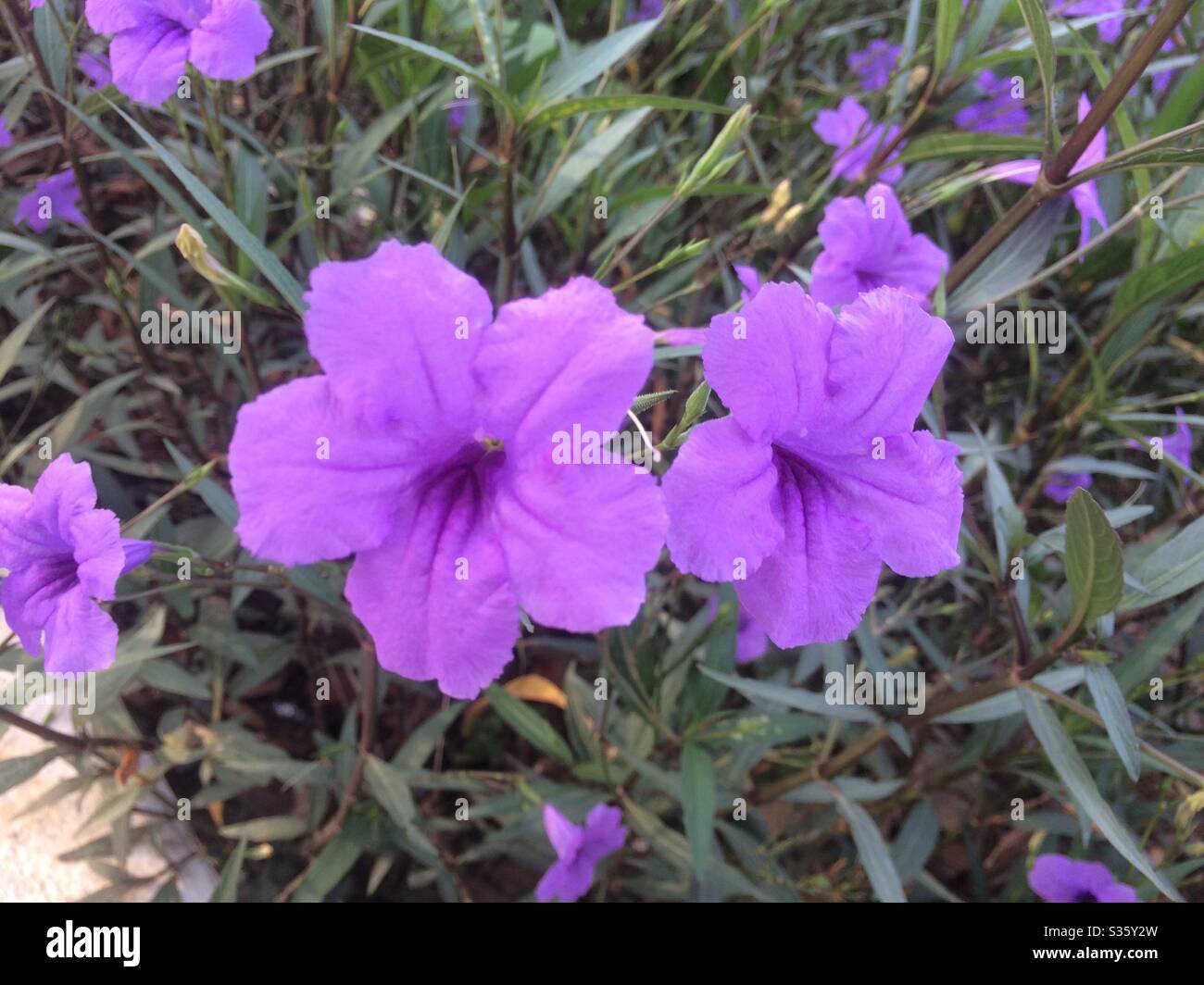 Belle, magnifique fleur, corona, homme, femme, joli garçon, belle fille, belle peinture de la nature, meilleure image, la plus belle fleur, belle maison, pelouse, Banque D'Images