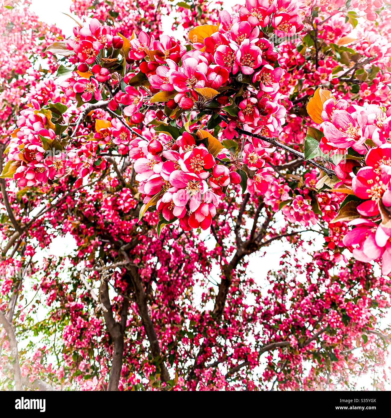DUBUQUE, IOWA, le 2 mai 2020--gros plan photo artistique de fleurs roses brillantes sur un écrevisse pourpre en fleurs le jour du printemps. Banque D'Images