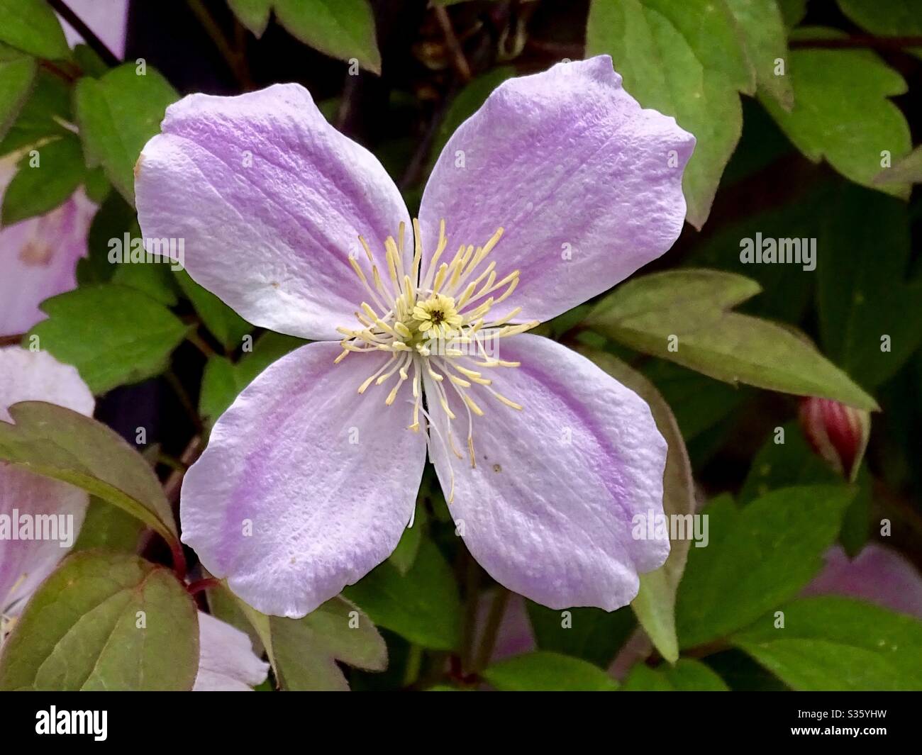 Délicate fleur de clématis roses dans le jardin Banque D'Images