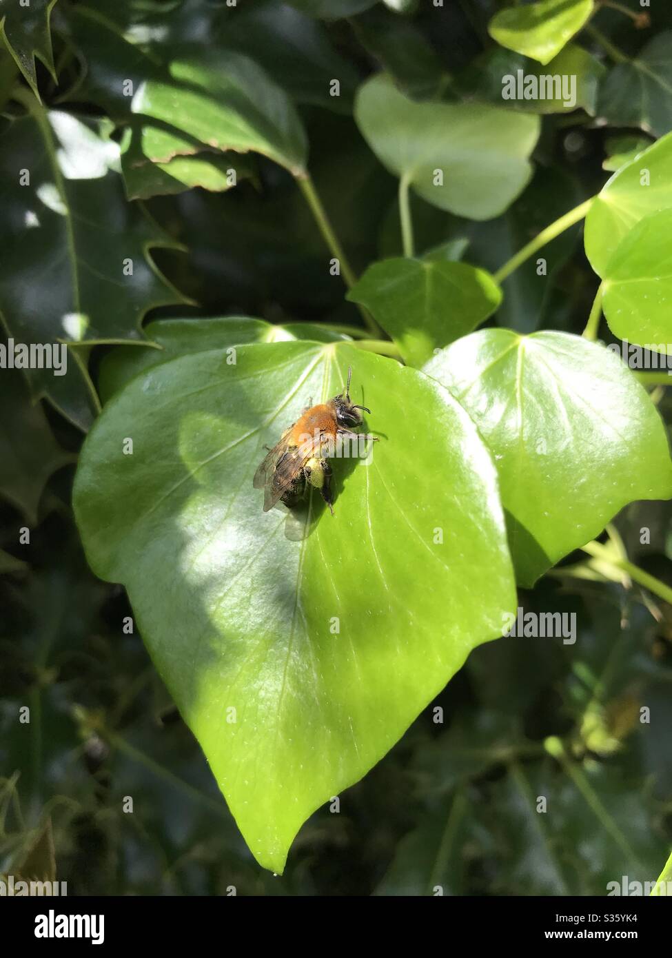 Abeille sur feuille verte Banque D'Images