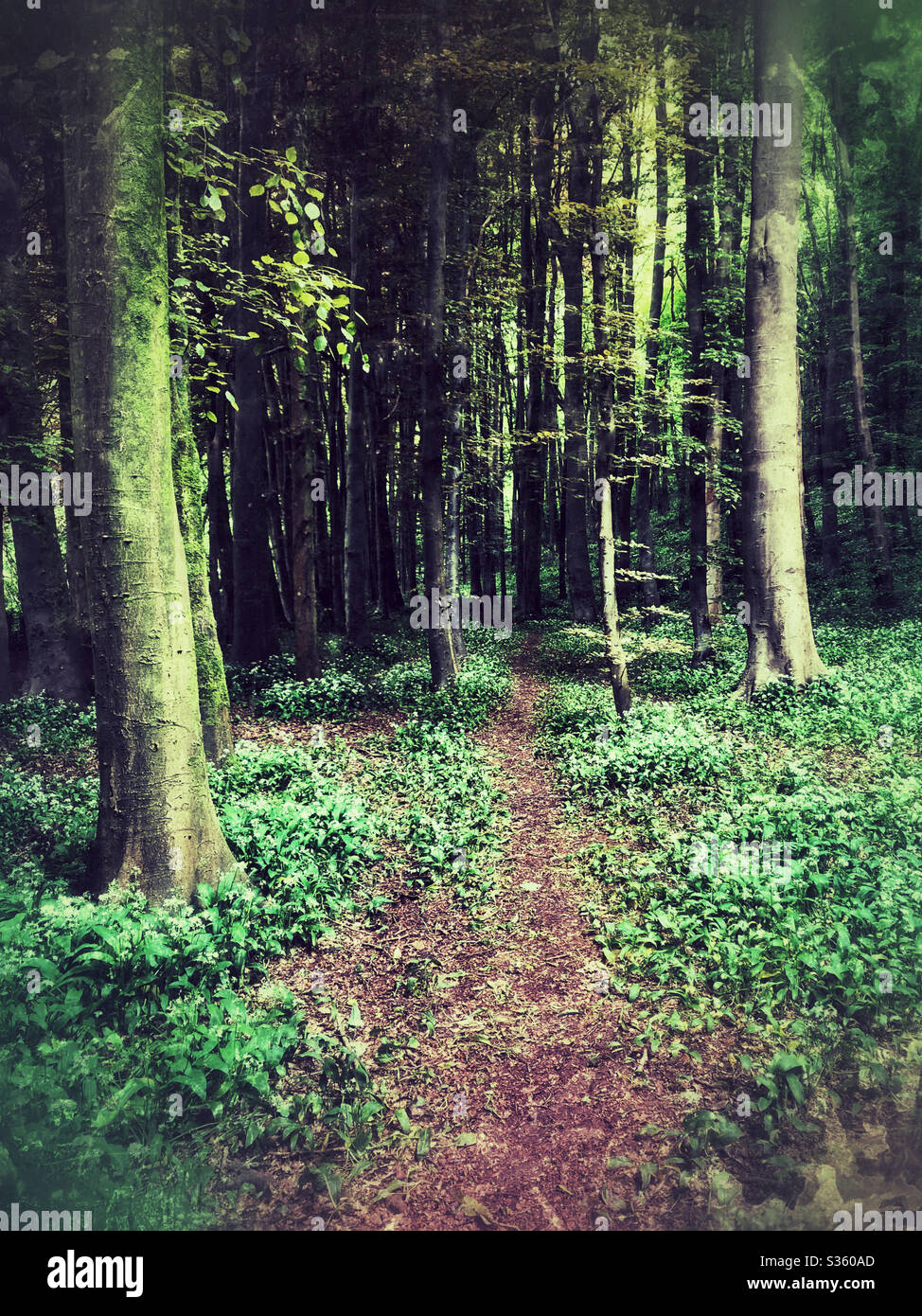 Chemin de forêt à travers les hêtres et l'ail sauvage, mai. Banque D'Images