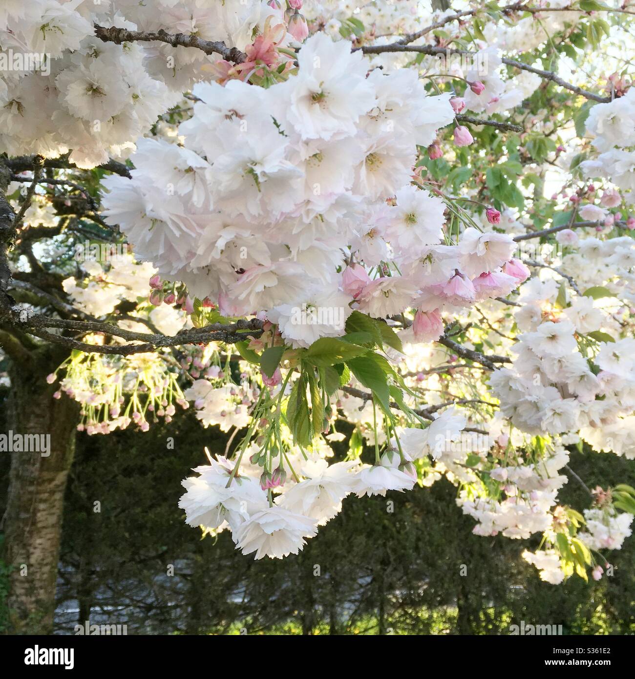 Cerisiers en fleurs ornementaux, Hampshire, Angleterre, Royaume-Uni. Banque D'Images