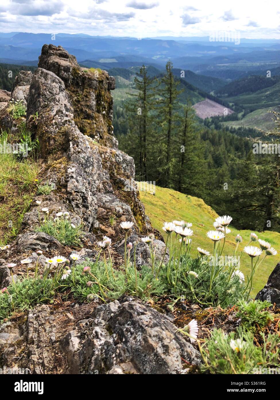 Fleurs sauvages au sommet de Horse Rock Ridge à Sweet Home, Oregon, États-Unis. Banque D'Images