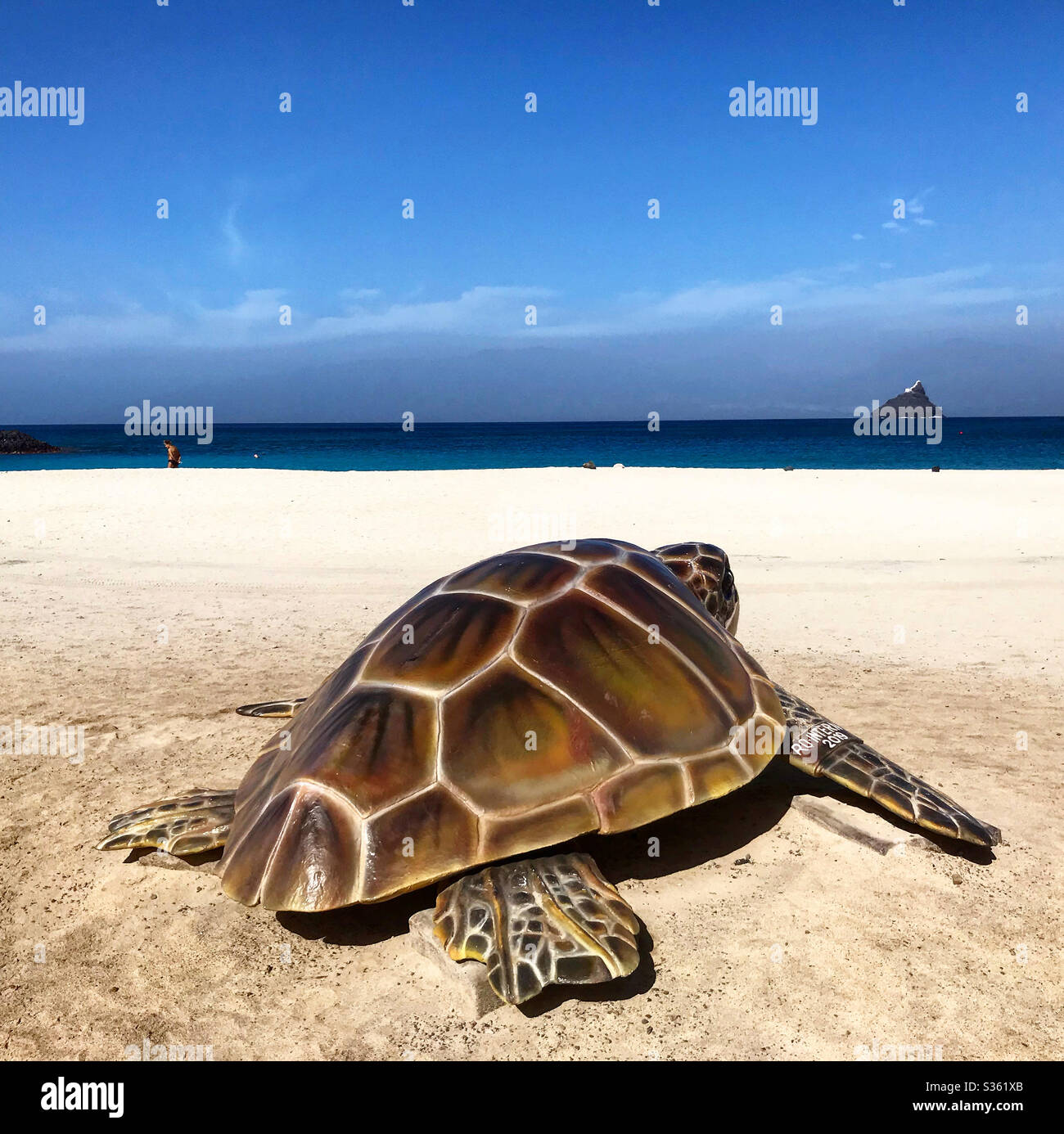 Tortue sur la plage de Lajinha au Cap-Vert Banque D'Images