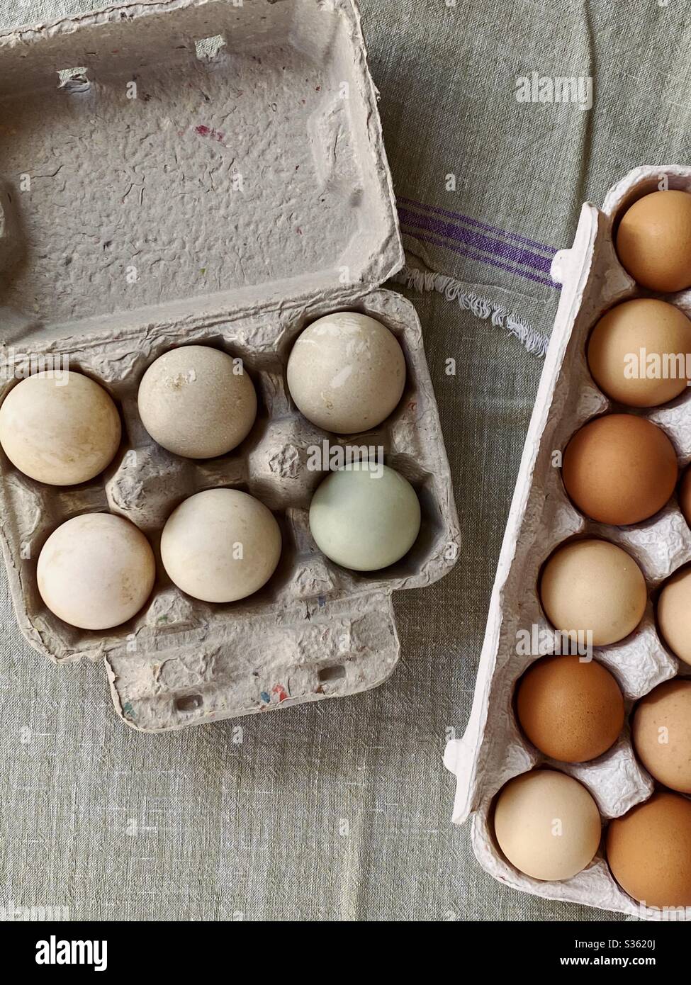 Œufs de canard et de poulet du marché agricole Banque D'Images