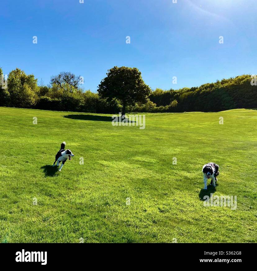 Chiens Banque D'Images