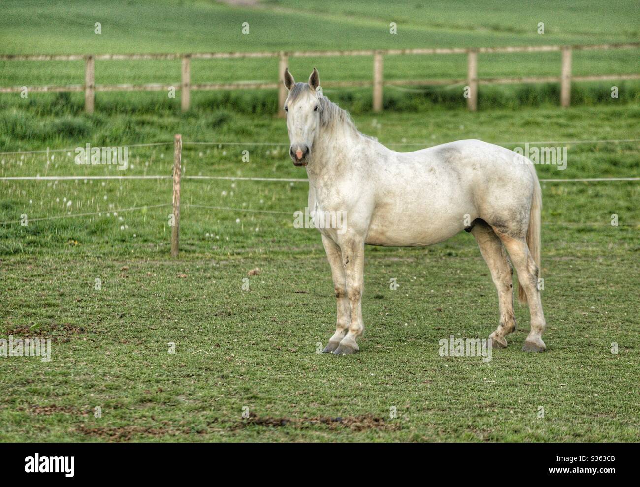Beau cheval blanc à Wakefield Banque D'Images