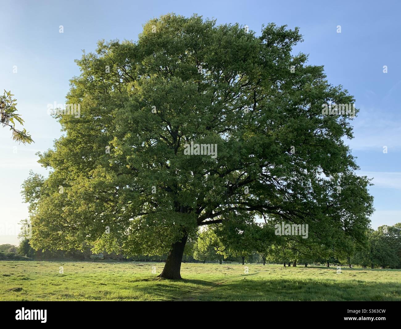 Chêne, Bushy Park, Angleterre Banque D'Images