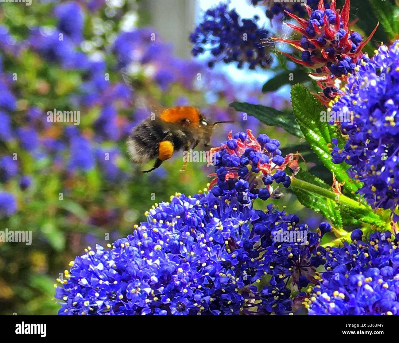 Abeille collectant du pollen de ceanothus dans le jardin Banque D'Images