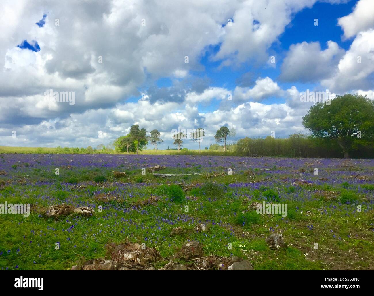 Paysage de Bluebell Banque D'Images