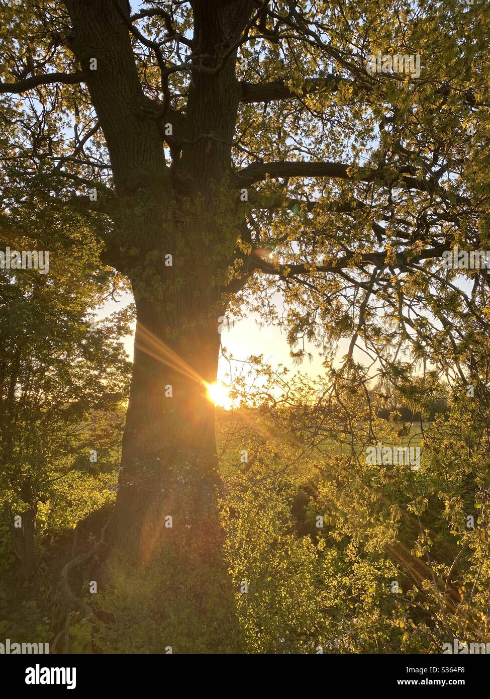 Coucher de soleil ! Faisceaux de lumière orange Banque D'Images