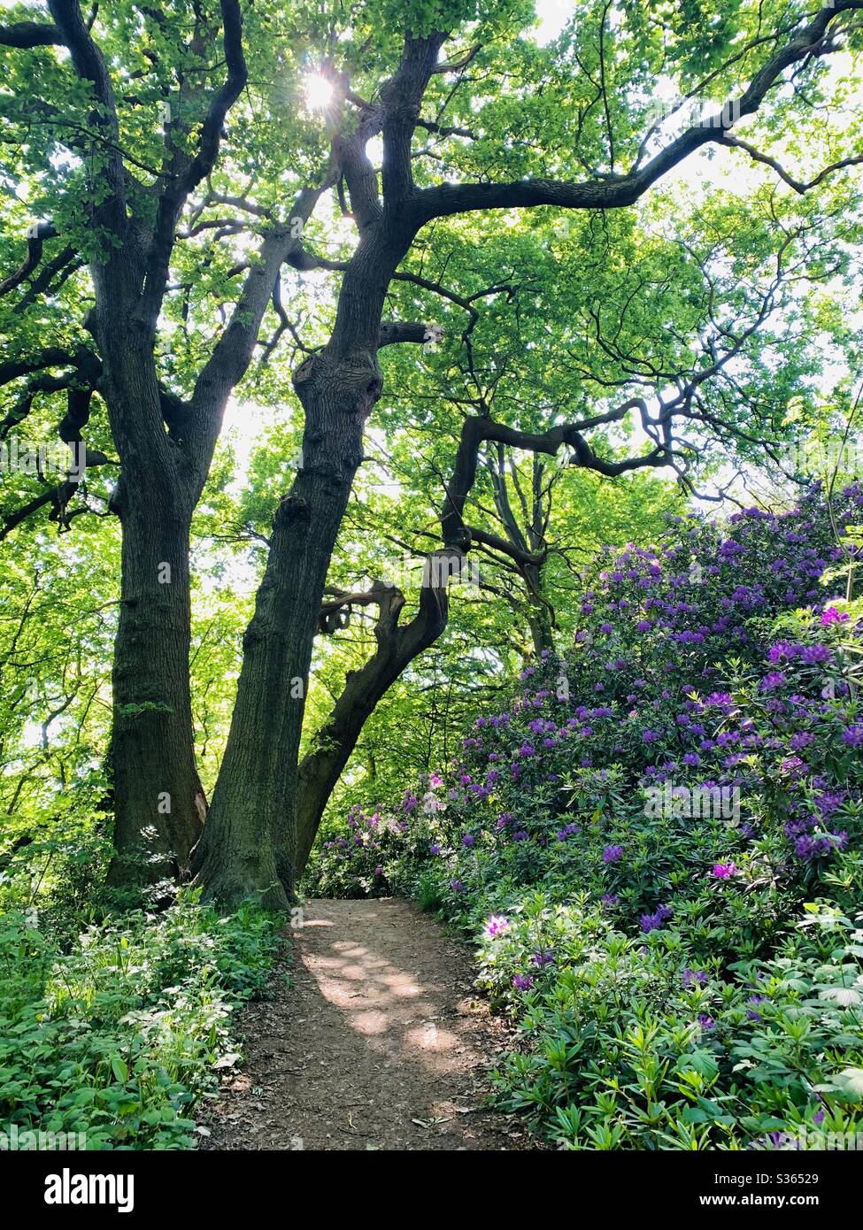 Fleurs des bois en mai Banque D'Images