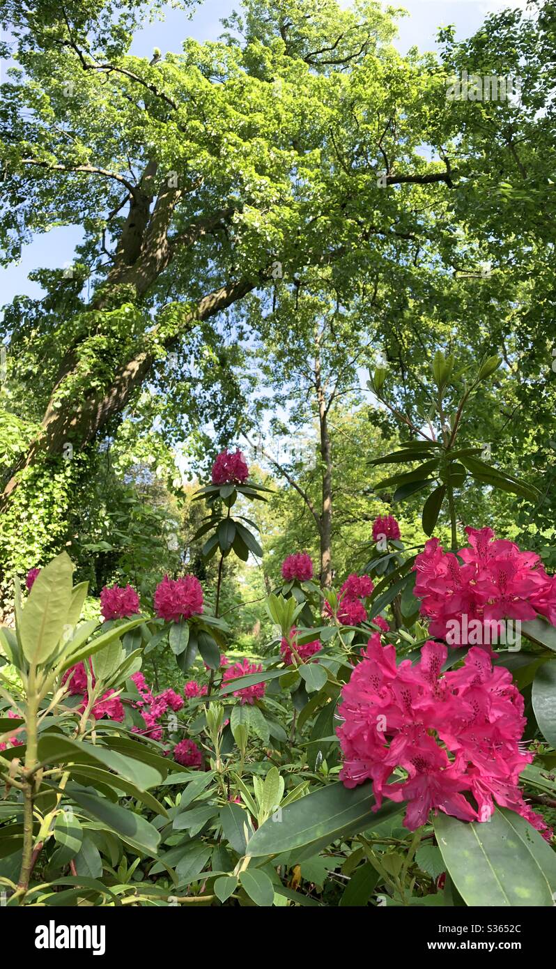 Fleurs roses dans une forêt surcultivée - Image de stock capturée avec un smartphone