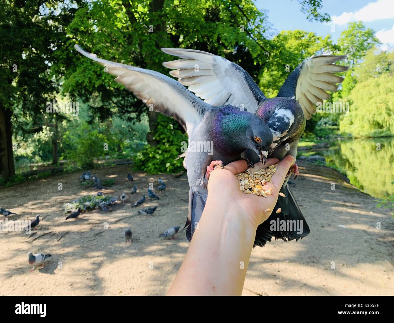 Pigeon feeding Banque de photographies et d’images à haute résolution Alamy