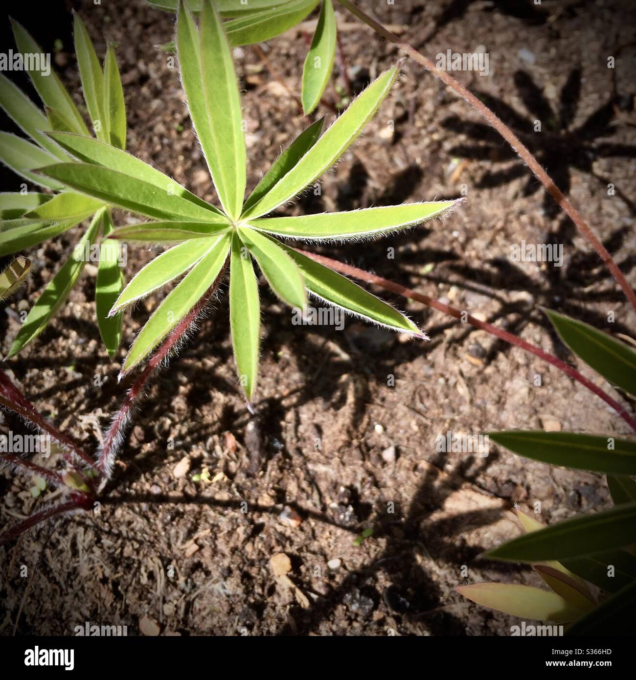 Une photographie en gros plan de feuilles de fleurs lupin vert vif. Magnifique motif d'étoiles et ombres sur la terre. Banque D'Images