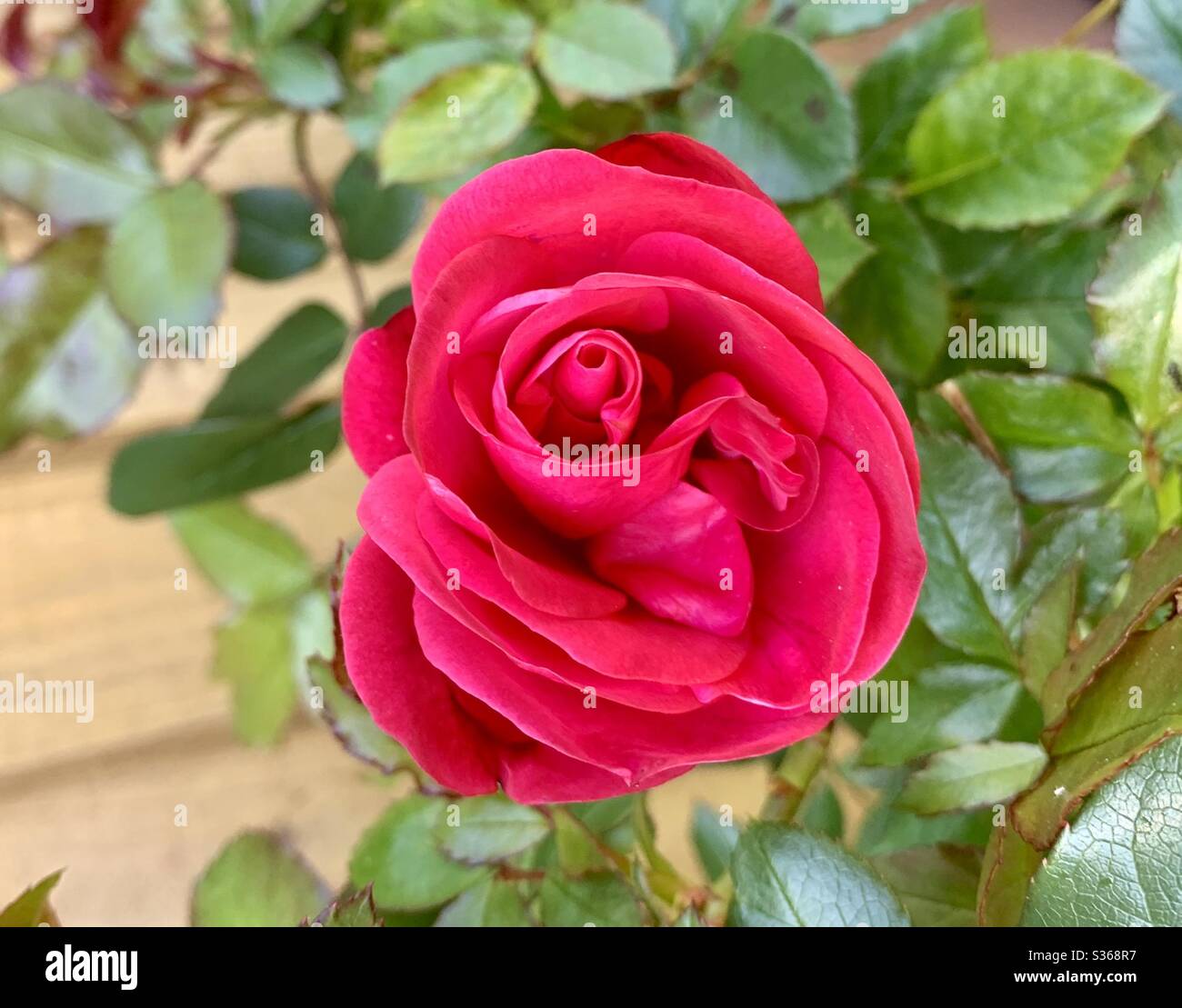 Rose rouge - Image de stock capturée avec un smartphone