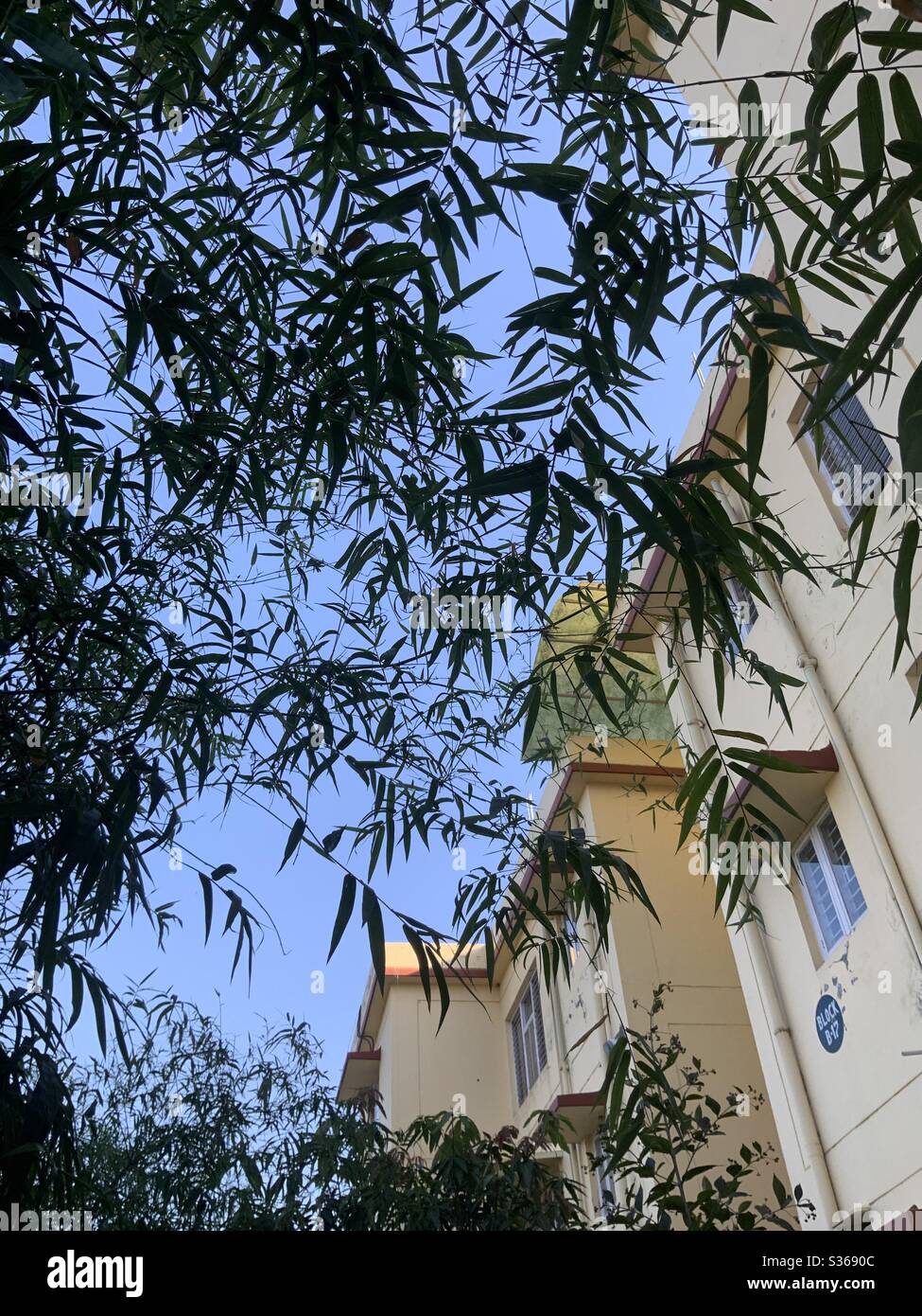 Le ciel à travers les feuilles de bambou Banque D'Images