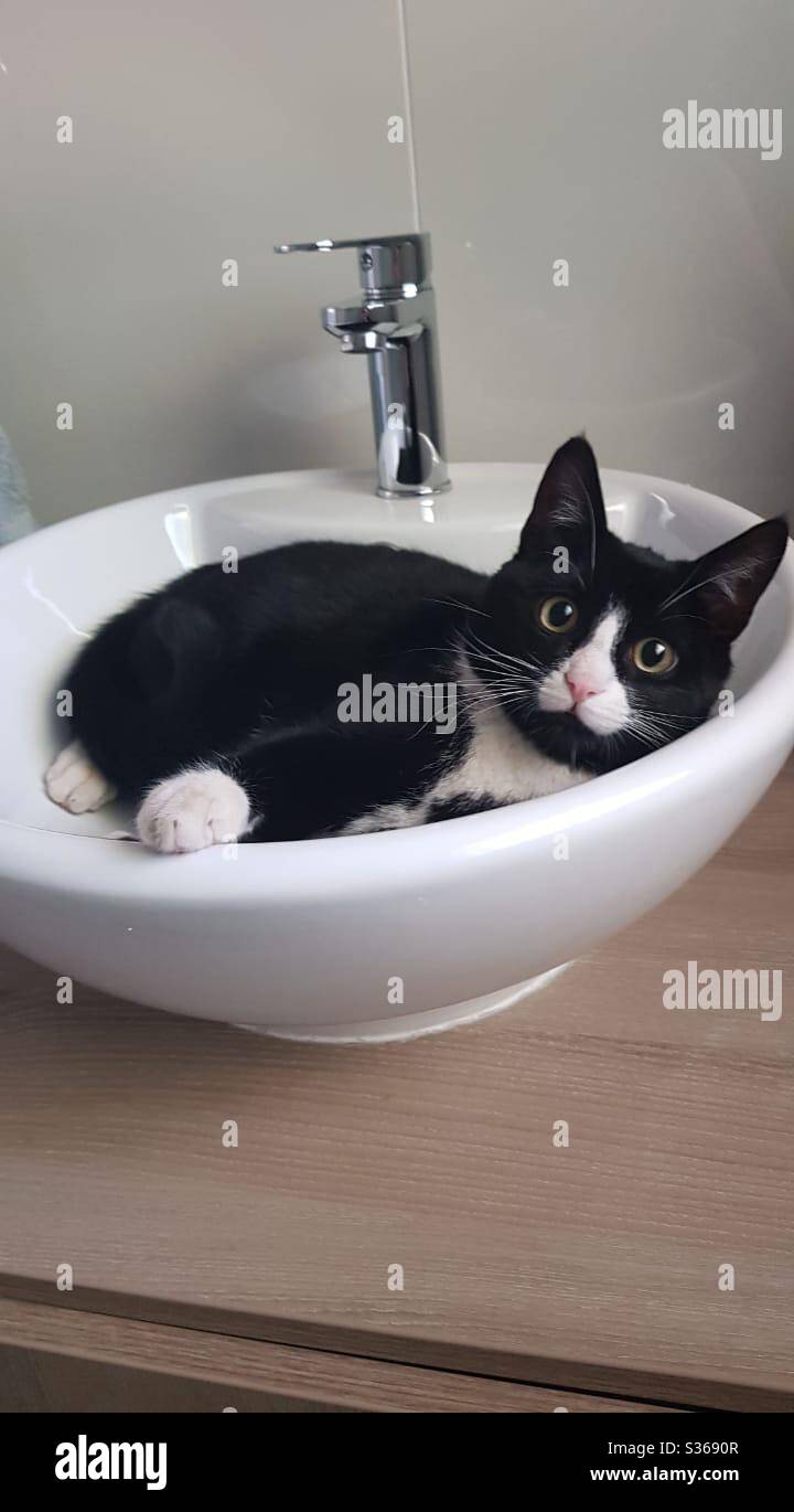 Chat Noir Et Blanc Avec De Grands Yeux Ronds Dans Un Lavabo Photo Stock Alamy