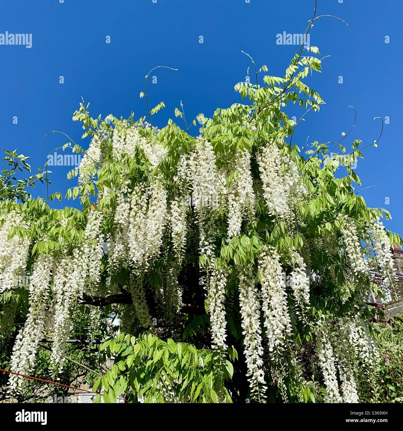 Glycine blanche dans un jardin londonien. Wisteria floribunda ‘Alba’ avec ciel bleu Banque D'Images