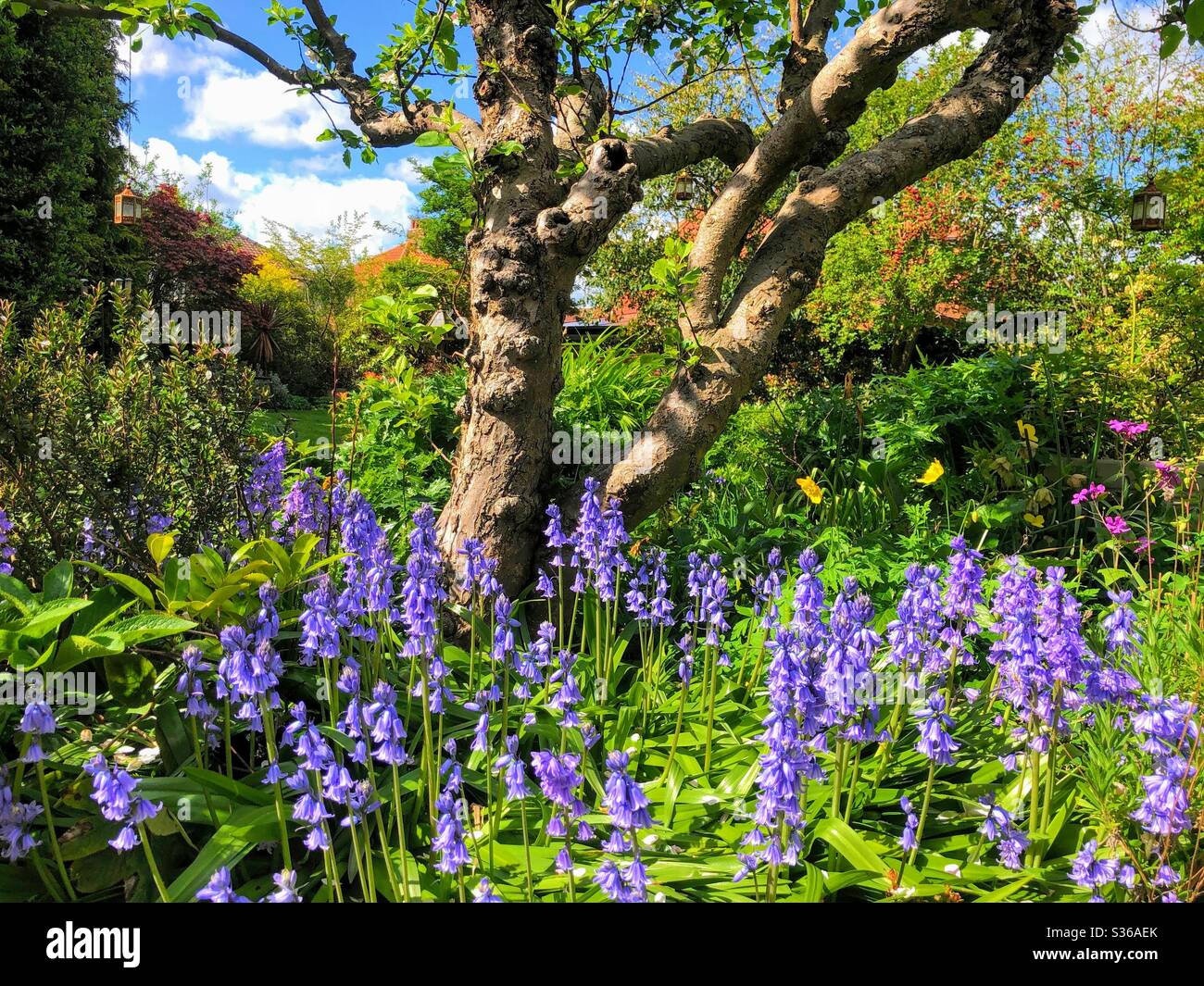 Bordure fleurie pleine de cloches dans un jardin mature, Angleterre, Royaume-Uni Banque D'Images