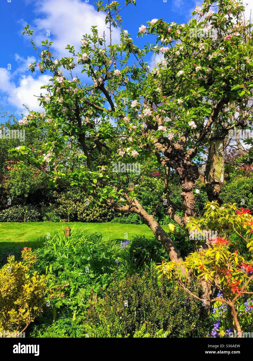Jardin mature avec pommier, pelouse et bordures de fleurs, Angleterre, Royaume-Uni Banque D'Images