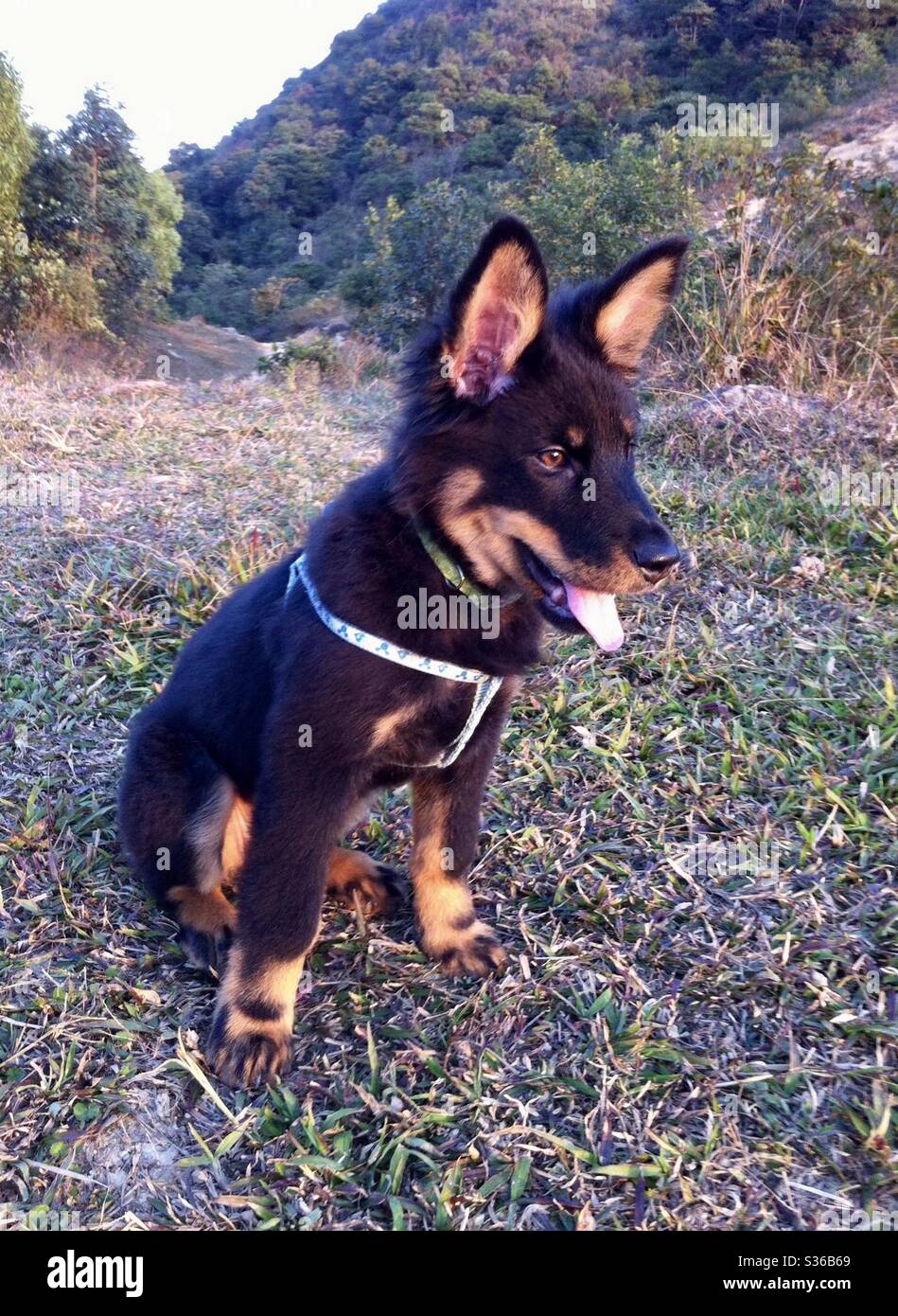 Un chiot de race mixte très mignon a été secouru avec de grandes oreilles et des yeux brillants, à Hong Kong. Banque D'Images