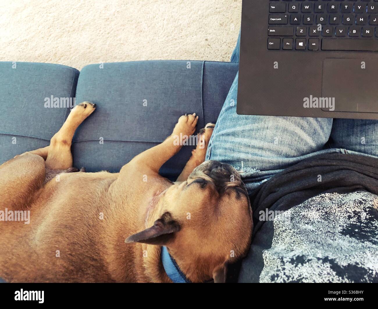 Un chien de taureau français endormi se détend sur la jambe d'une personne qui travaille sur un ordinateur portable. Banque D'Images