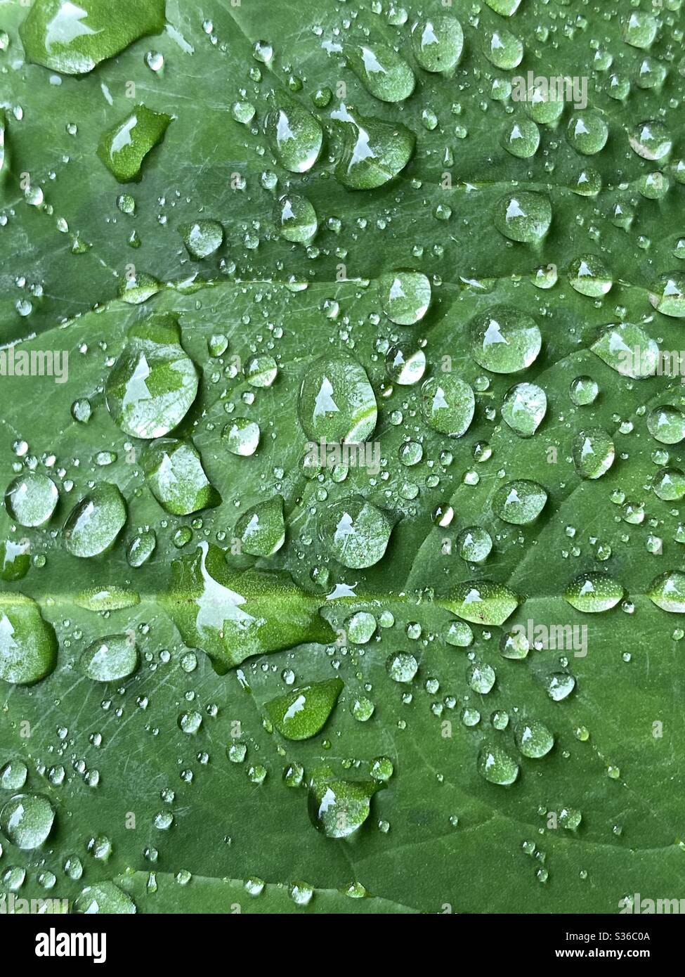 Gouttes de pluie sur une feuille de plante verte - Image de stock capturée avec un smartphone