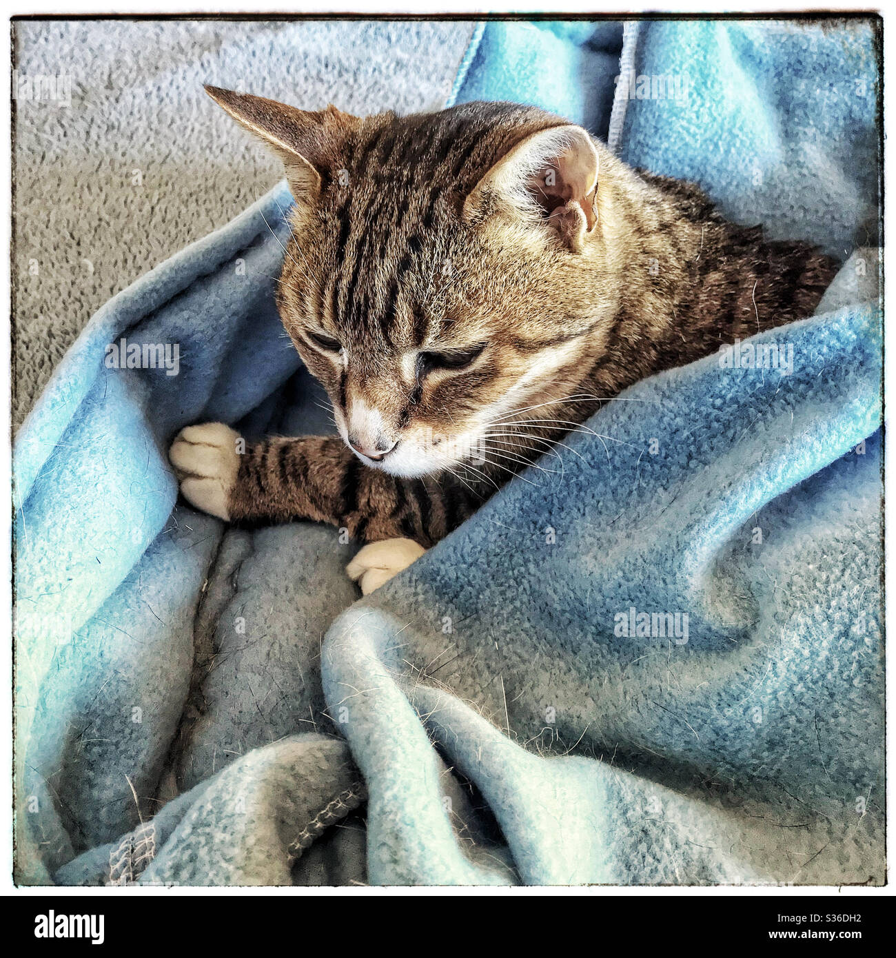 Chat allongé dans son lit, recouvert d'une couverture. Banque D'Images